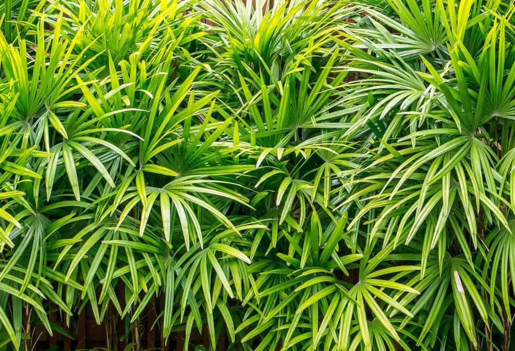 The bamboo palm is easy to grow.