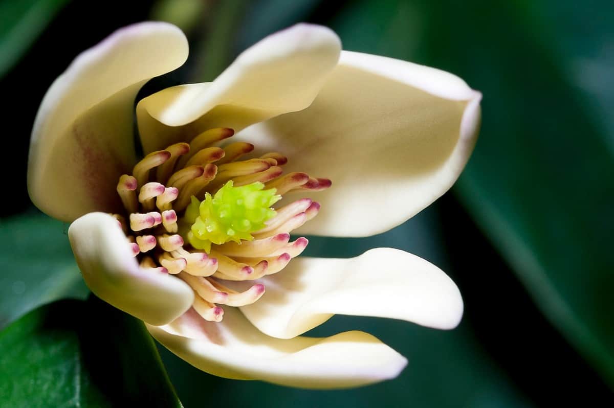 The banana shrub is a member of the magnolia family and it smells faintly of bananas.