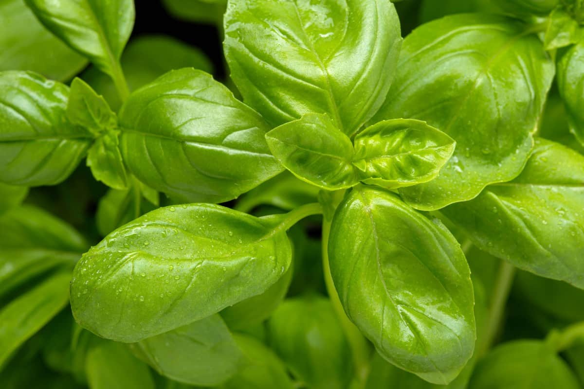 Grow your own basil to make your favorite pesto recipe.