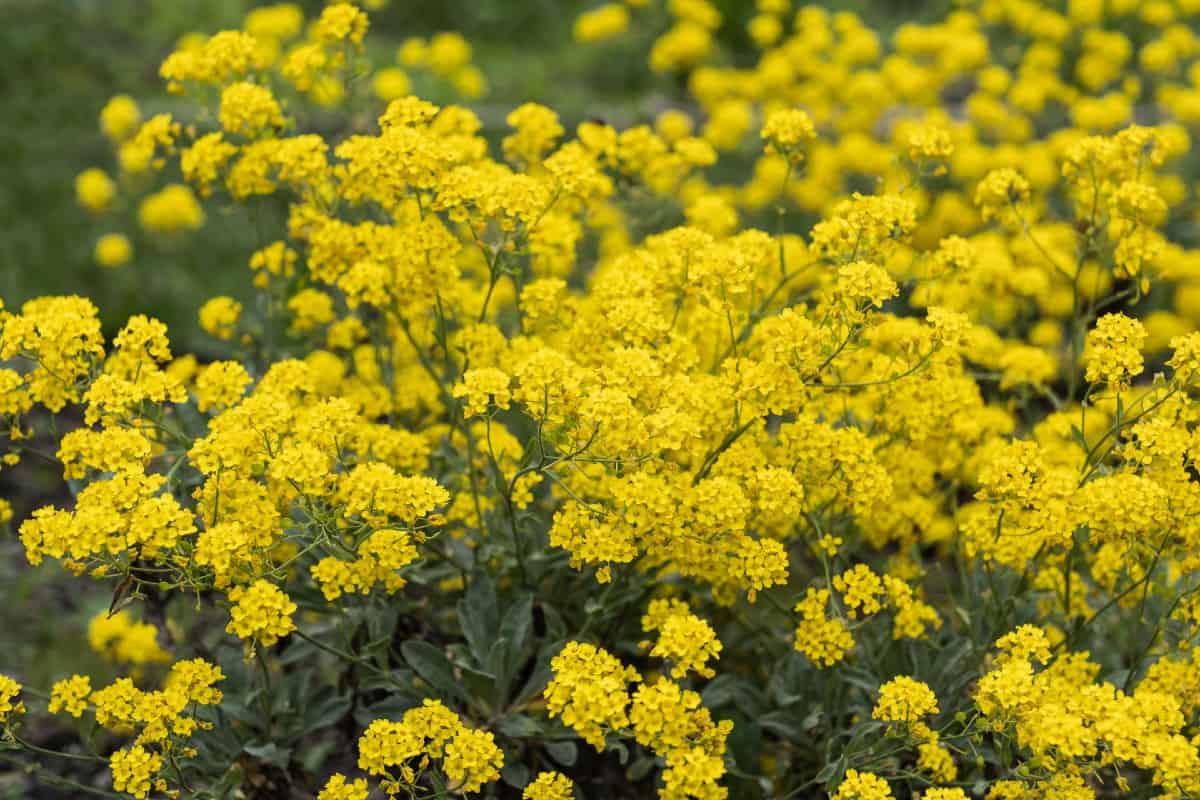 Basket of gold is an annual that grows almost anywhere.