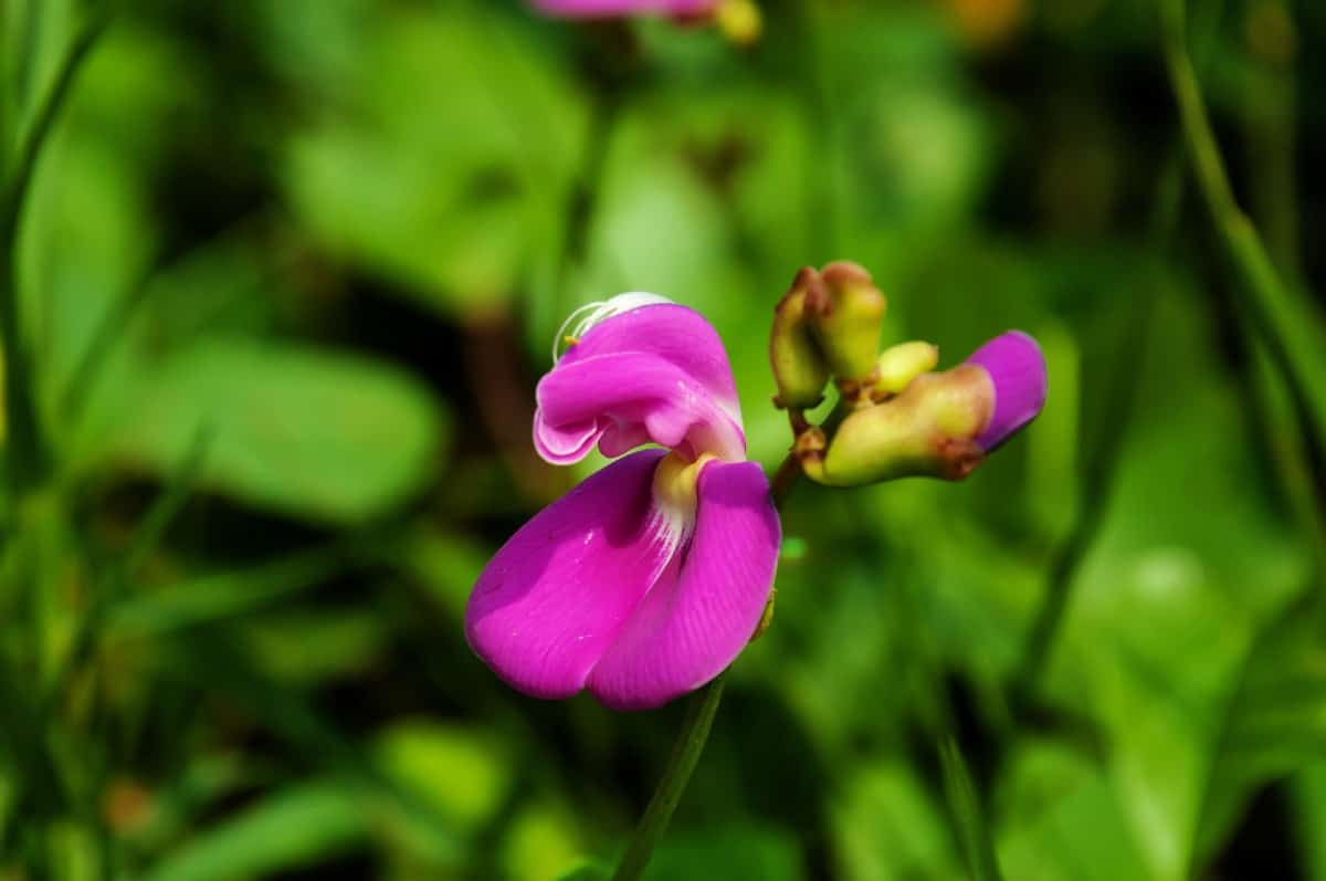 The bay bean is an ideal beach vine.