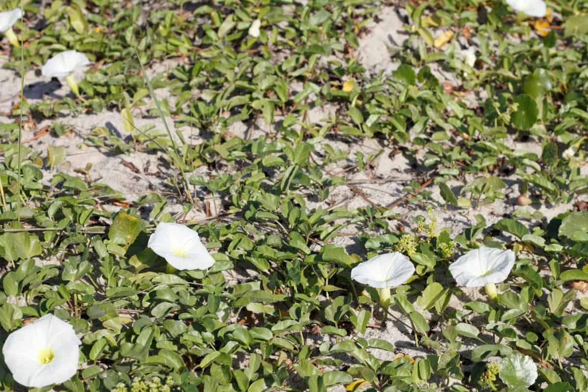 The beach morning glory thrives in full sun and a variety of soil conditions.