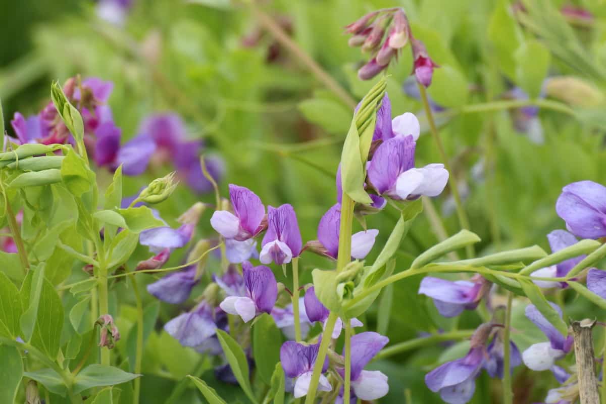 The beach pea vine grows around the world.