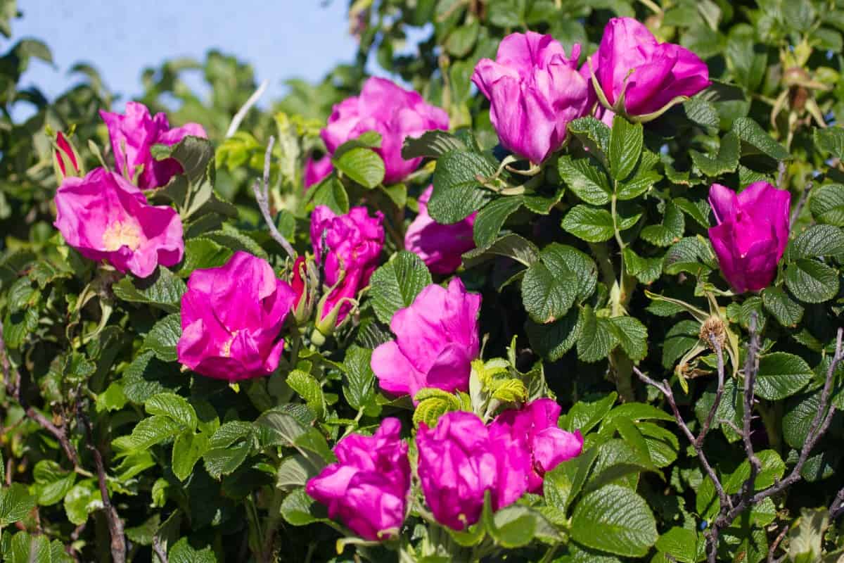 The beach rose is easy to grow and pest-resistant.