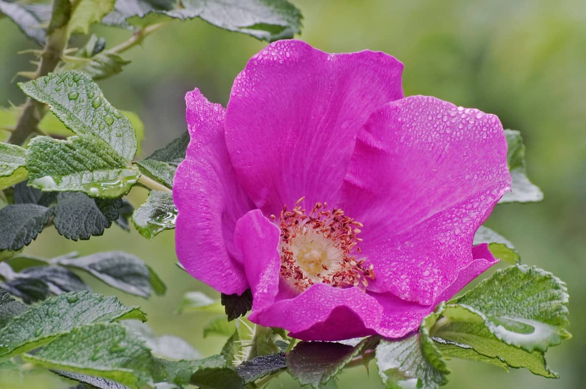 The beach rose can grow to six and a half feet tall.