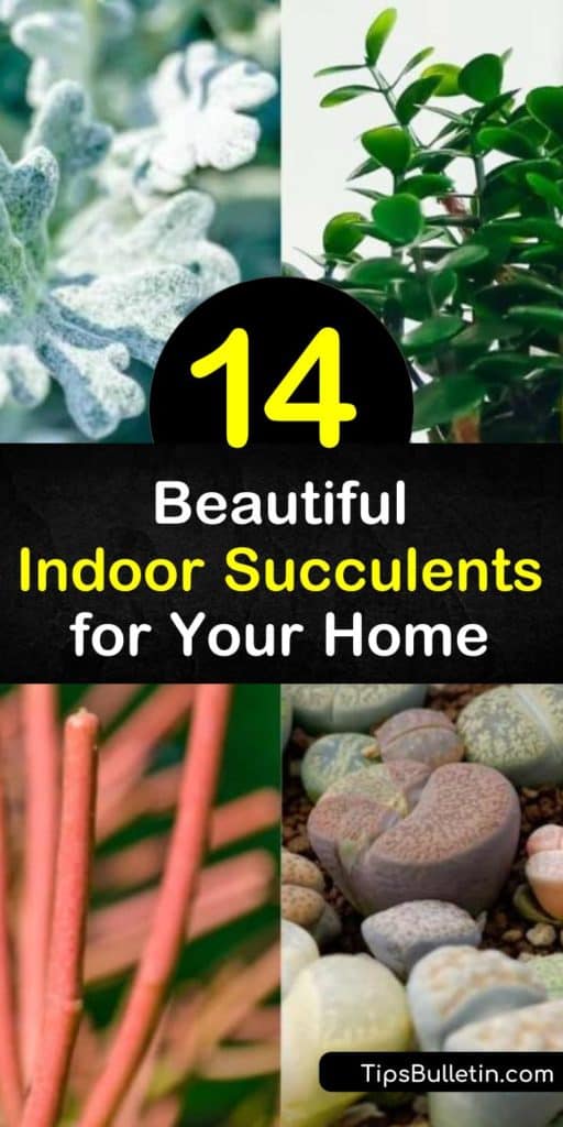 Discover the most beautiful succulent plants for your home, such as houseplants from common families like Sempervivum, Aeonium, Echeveria, Aloe, Kalanchoe, and Agave. #succulents #houseplants #indoorsucculents