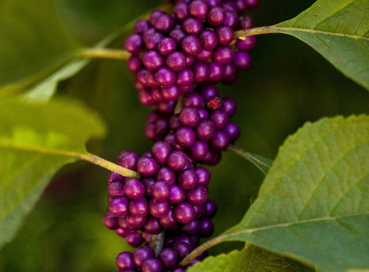 Birds love beautyberry shrub berries.