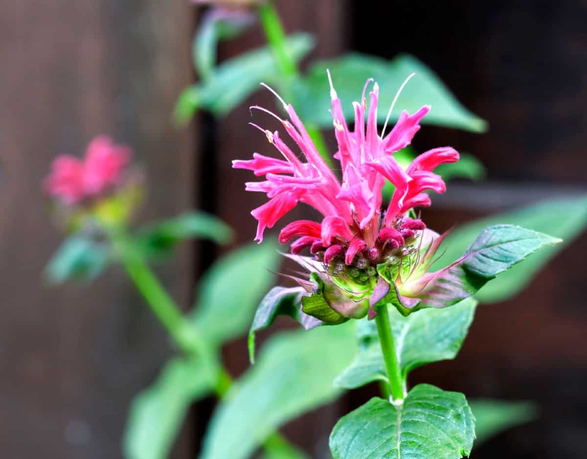 Bee balm attracts all kinds of pollinators.