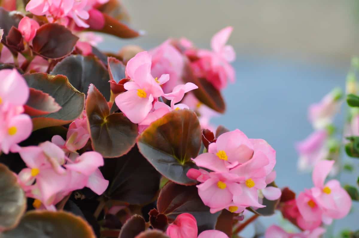 Begonias have brightly-colored leaves and flowers.