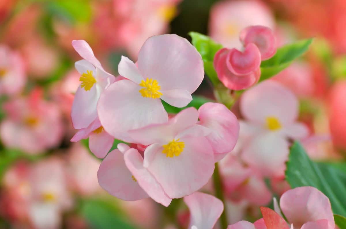 Deadheading begonias encourages flowering.