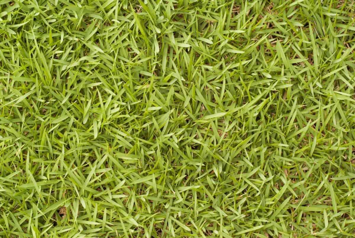 Bermuda grass is one of the best salt-tolerant grasses.