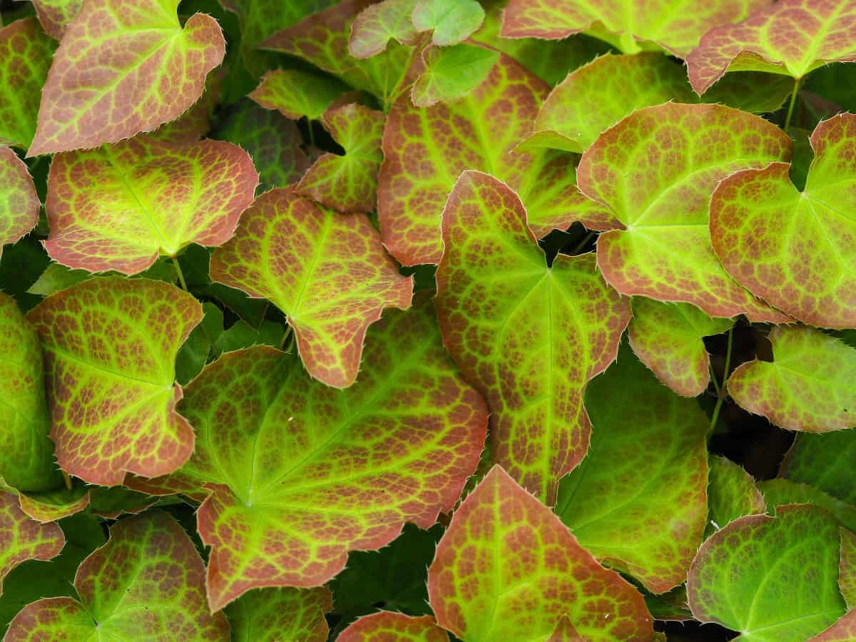 Bicolor barrenwort plants don't mind shade or drought.