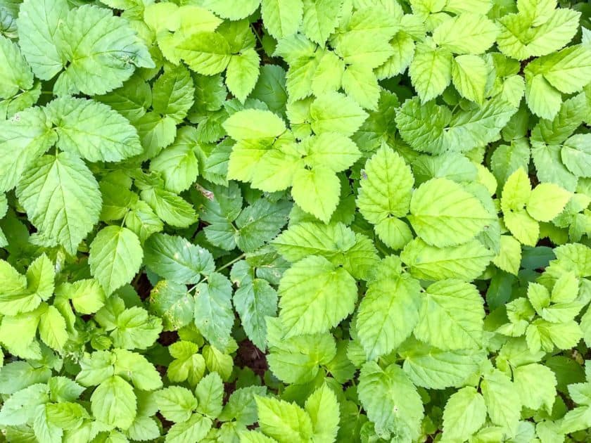 14 Beautiful Ground Cover Plants to Avoid at All Costs