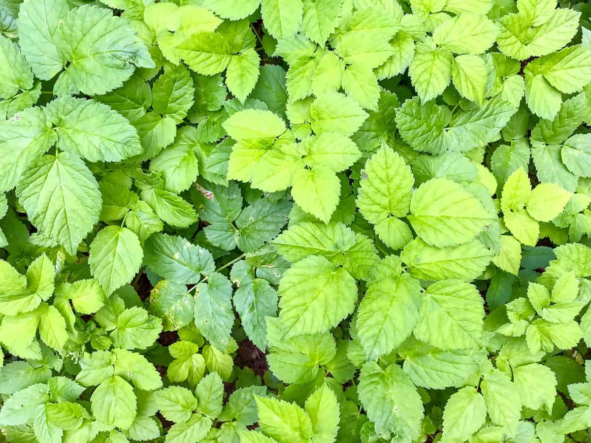 Bishop's weed sprouts easily.