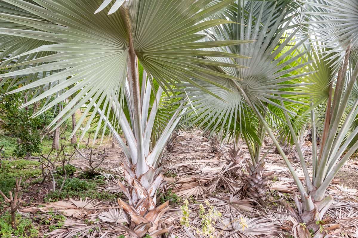 The bismarck palm prefers acidic soil that drains well.