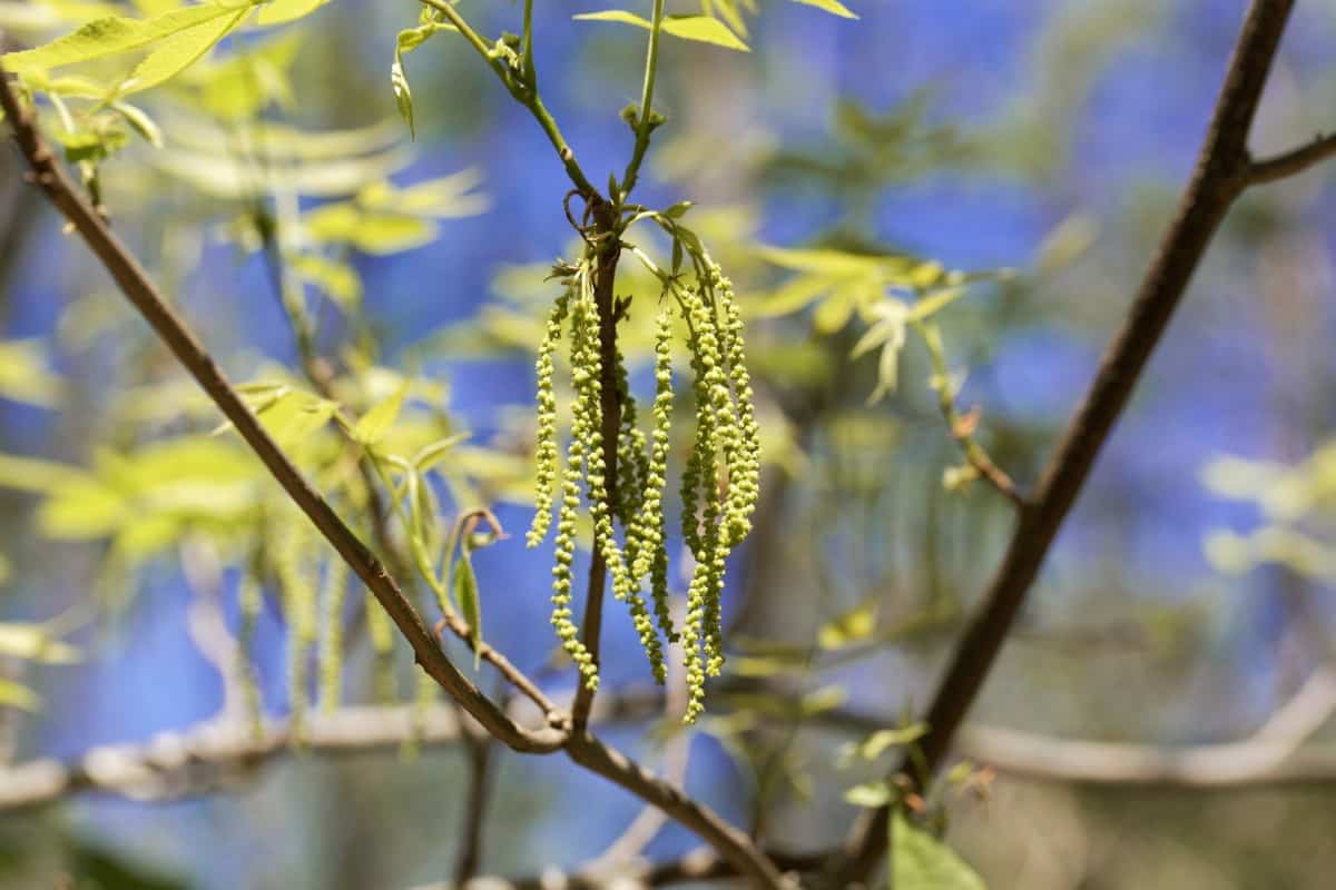 The bitternut hickory is a deciduous tree that is a member of the walnut family.