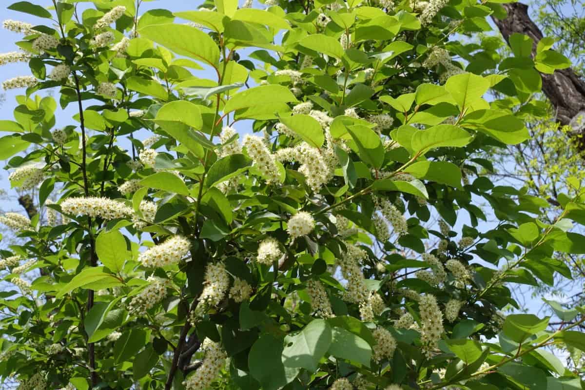 Black cherry trees attract red-spotted purple butterflies.