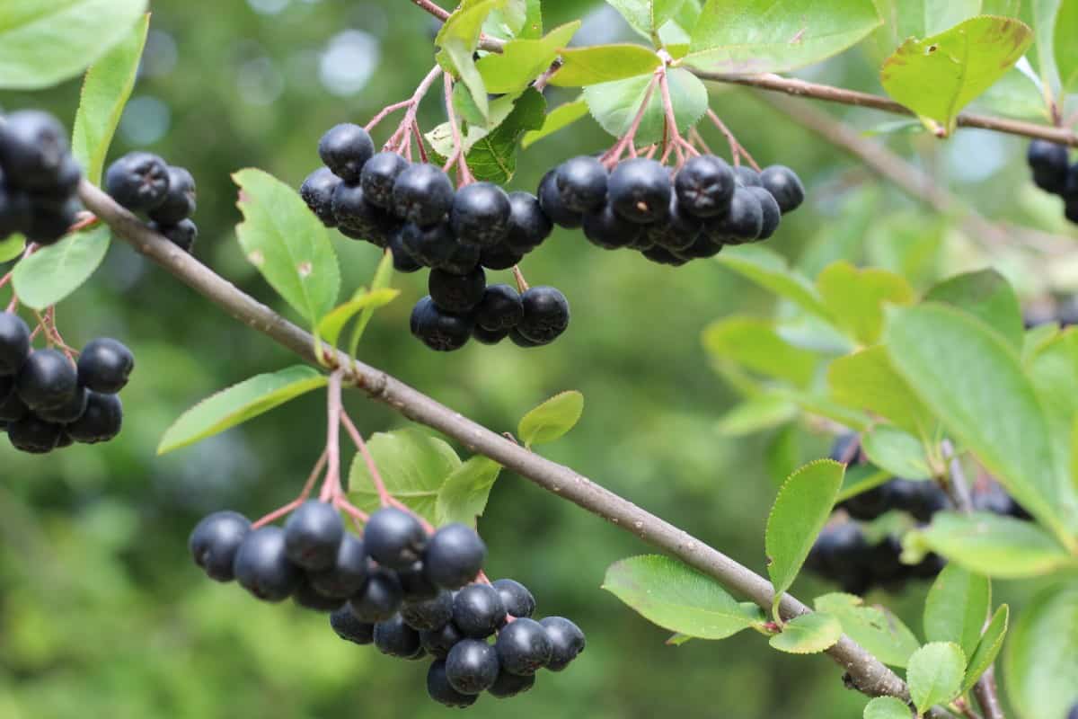 The black chokeberry has dark purple berries in winter.