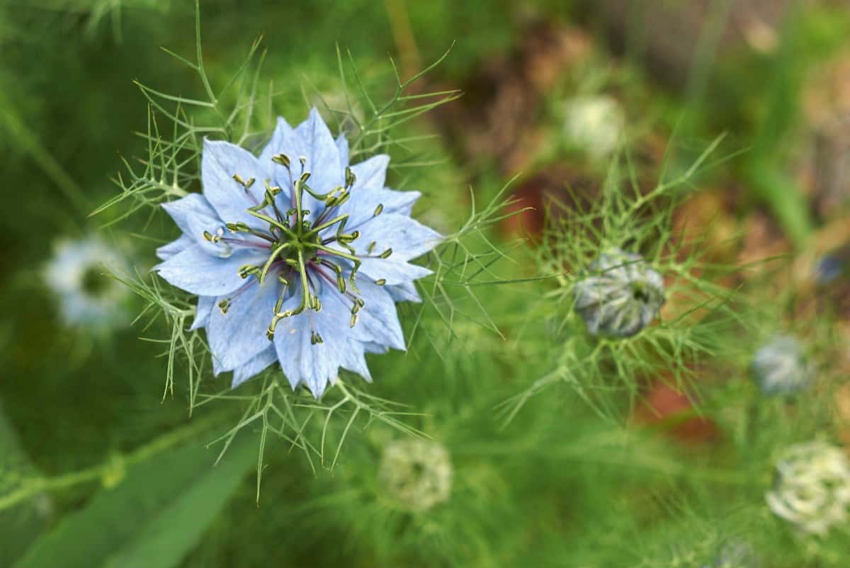 Although black cumin is better known as a spice, it makes a pretty cut flower, too.