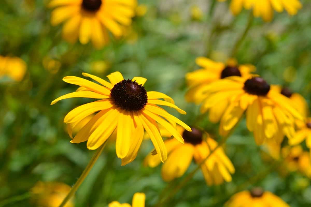 The black-eyed Susan is a distinctive flower.