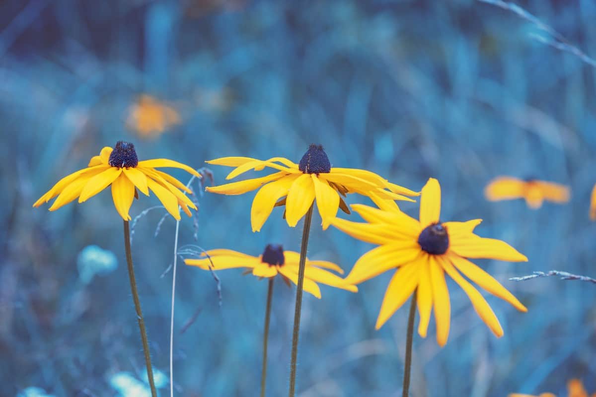 Black-eyed Susans are self-sowing perennials.