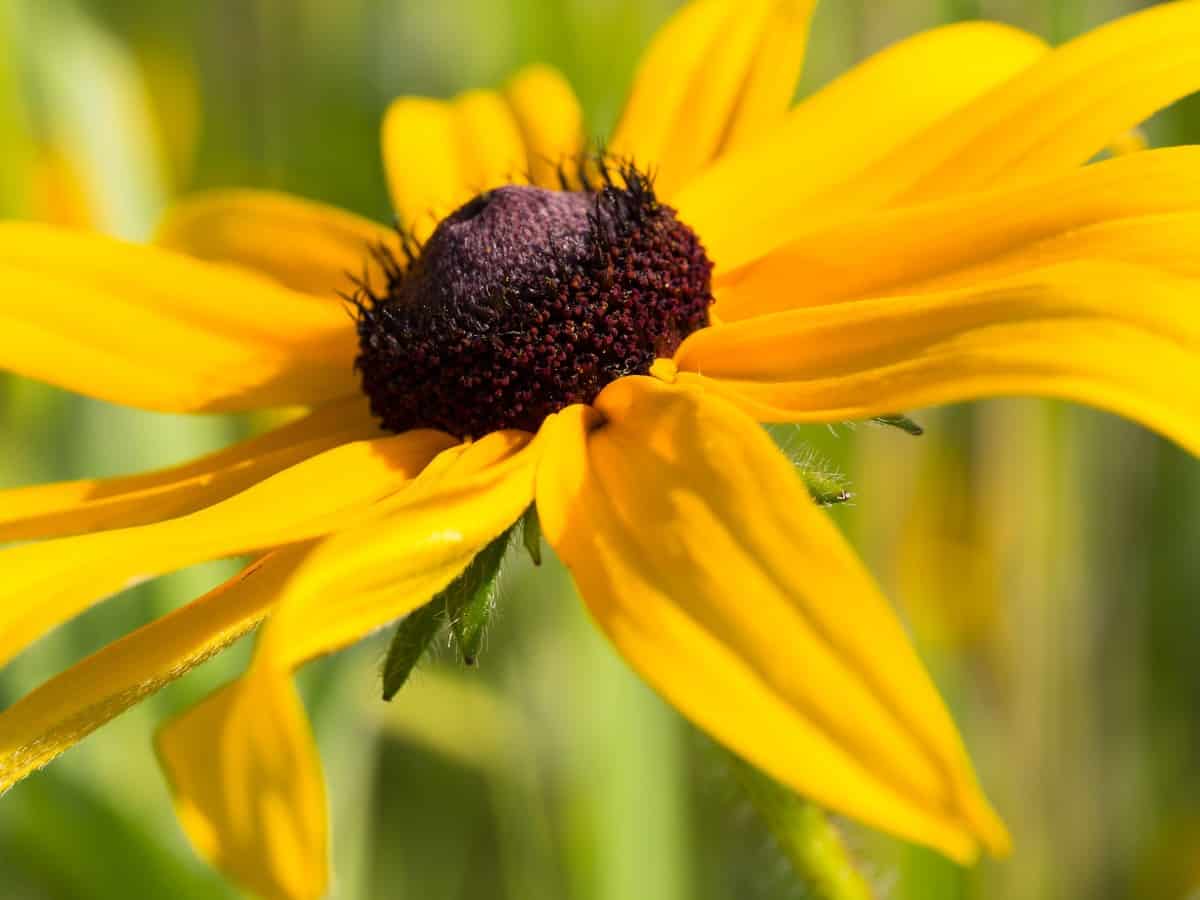 The black-eyed Susan makes a gorgeous mass planting.