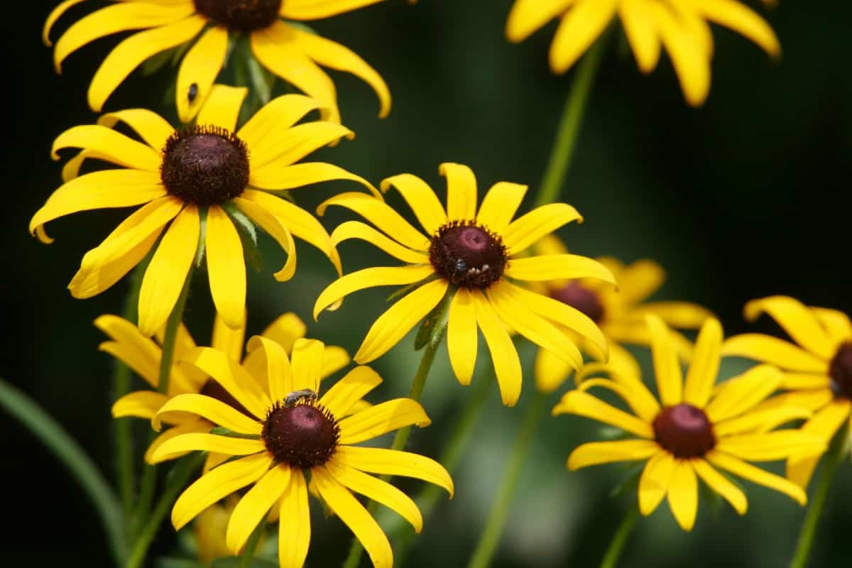 Black-eyed Susans are popular annuals.