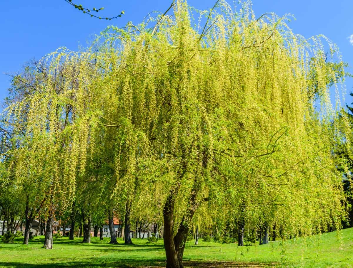 The black willow tree grows well in damp conditions.