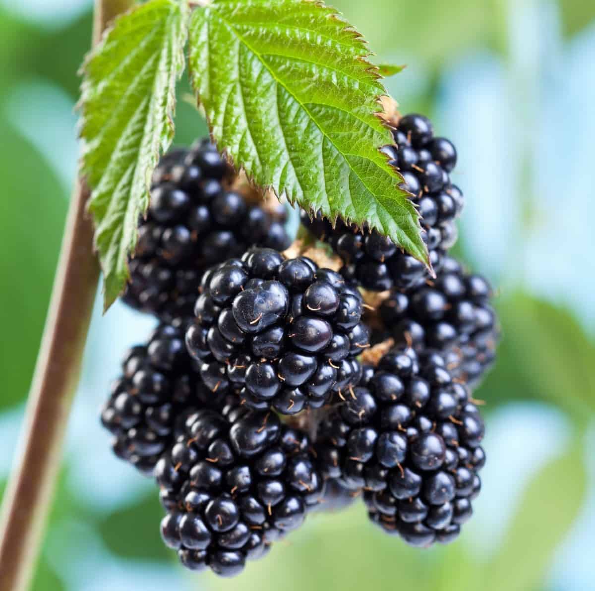 People and animals love blackberry shrubs.