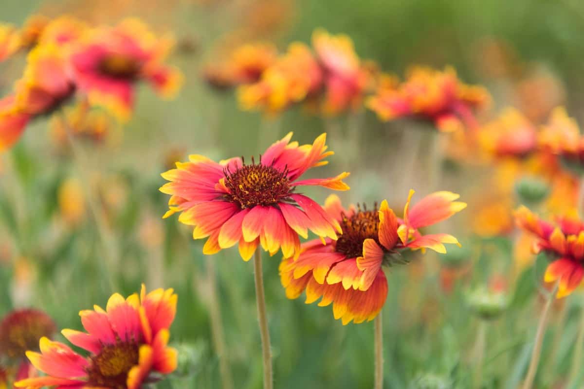 The blanket flower is a short-lived ground cover perennial.