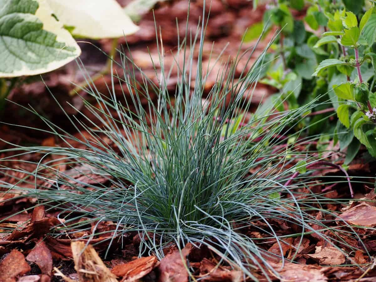 Blue fescue is a dwarf grass with silvery-blue leaves.