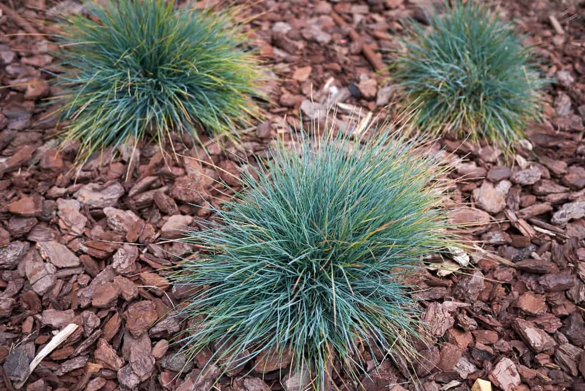 Blue fescue is a pretty low-growing grass.