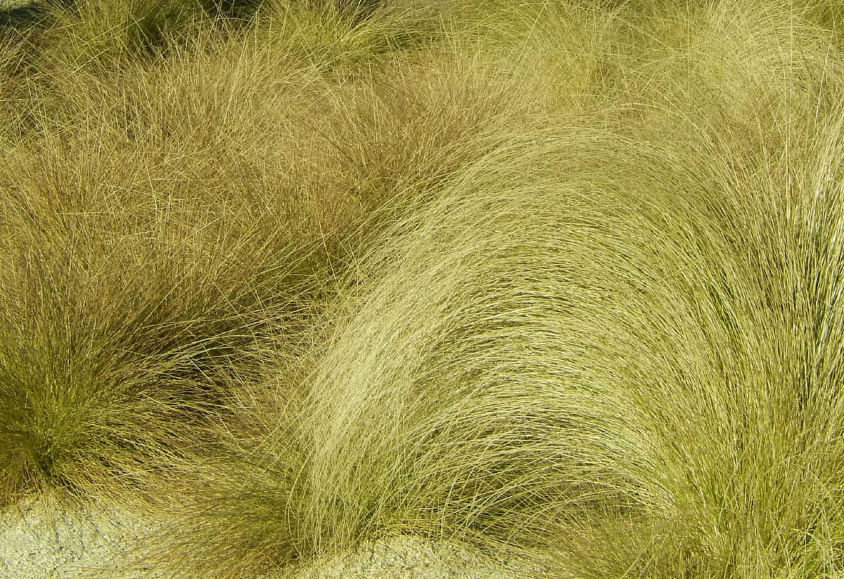 Blue oat grass is an ornamental with blue-green leaves.