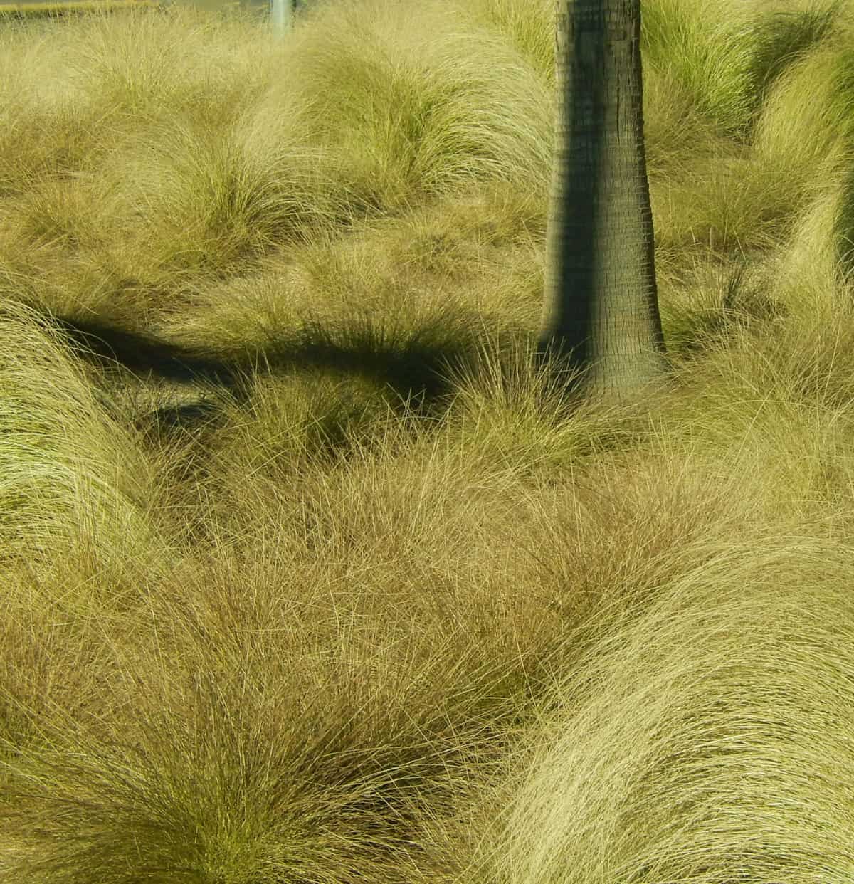 Blue oat grass grows in a fountain shape.