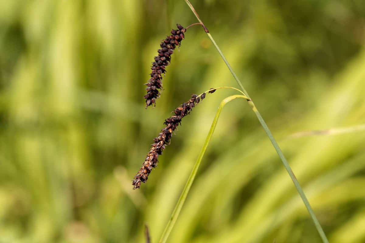 Blue sedge grows in clumps.