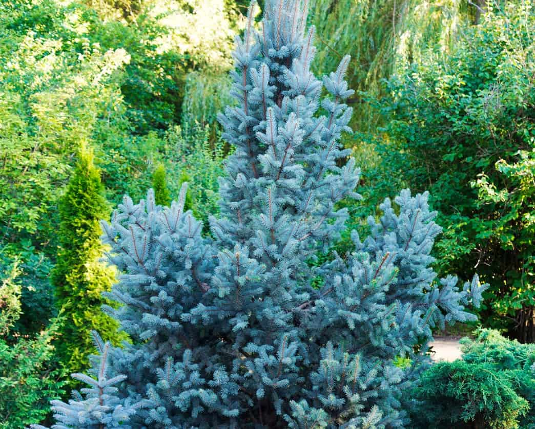 The blue spruce or Colorado spruce has year-round blue-green needles.