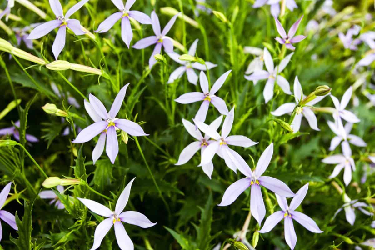 Blue star creeper is the perfect ground cover to place between pavers on a brick walkway.