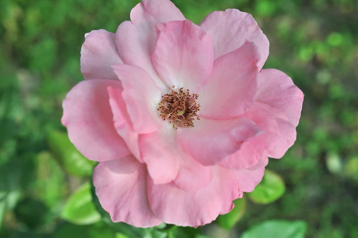 The blushing knock-out rose is quite low maintenance.