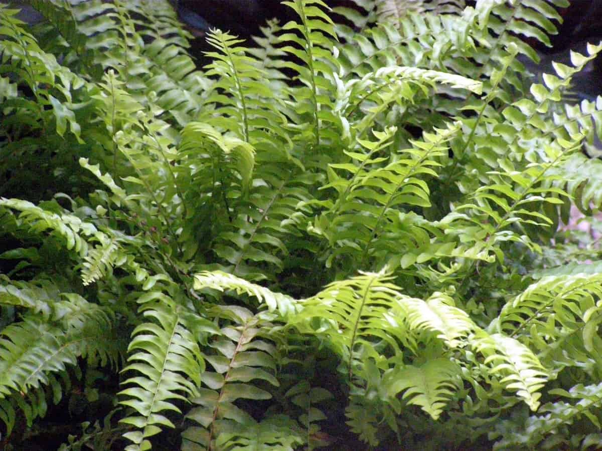 Boston ferns restore humidity to the air inside.