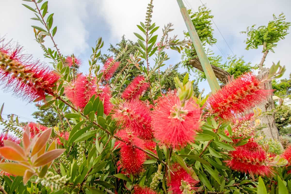 The bottlebrush is a small shrub with eye-catching flowers.
