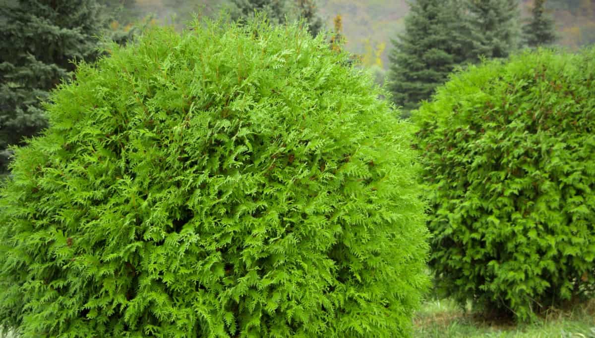 Bowling ball arborvitae serves as a great windbreak for smaller plants.