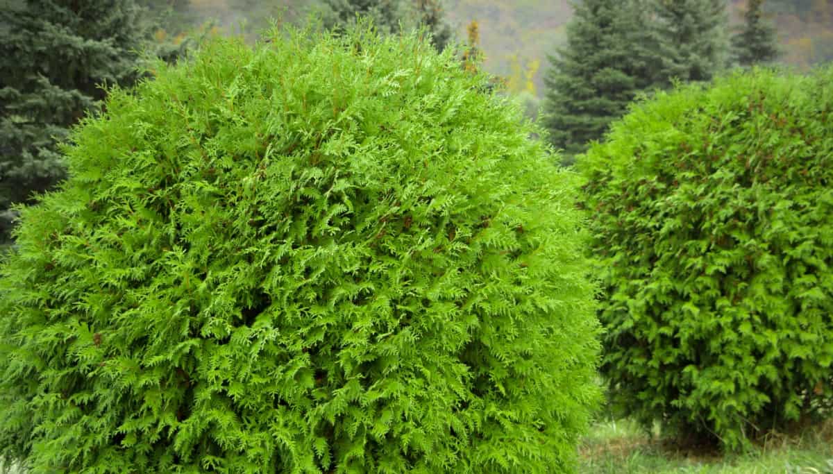 Bowling ball arborvitae serves as a great windbreak for smaller plants.