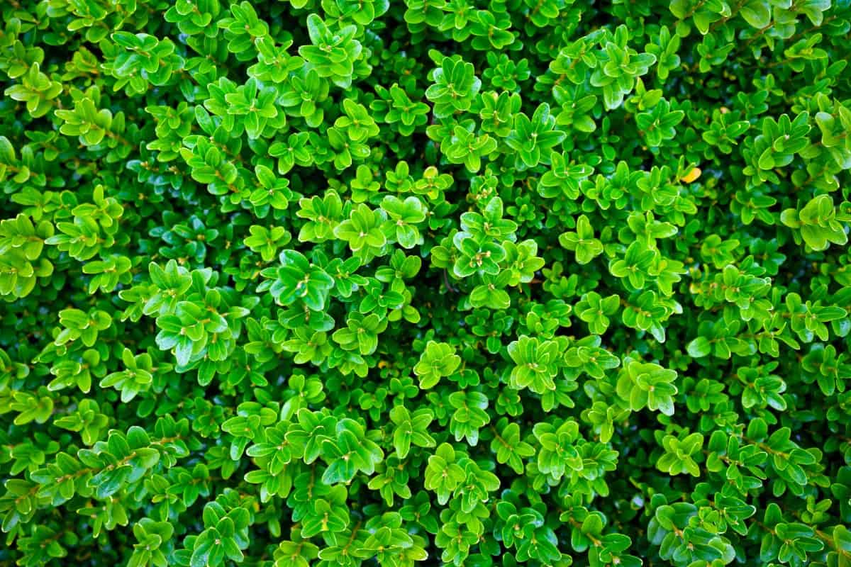 One advantage of growing boxwood is that it is deer-resistant.