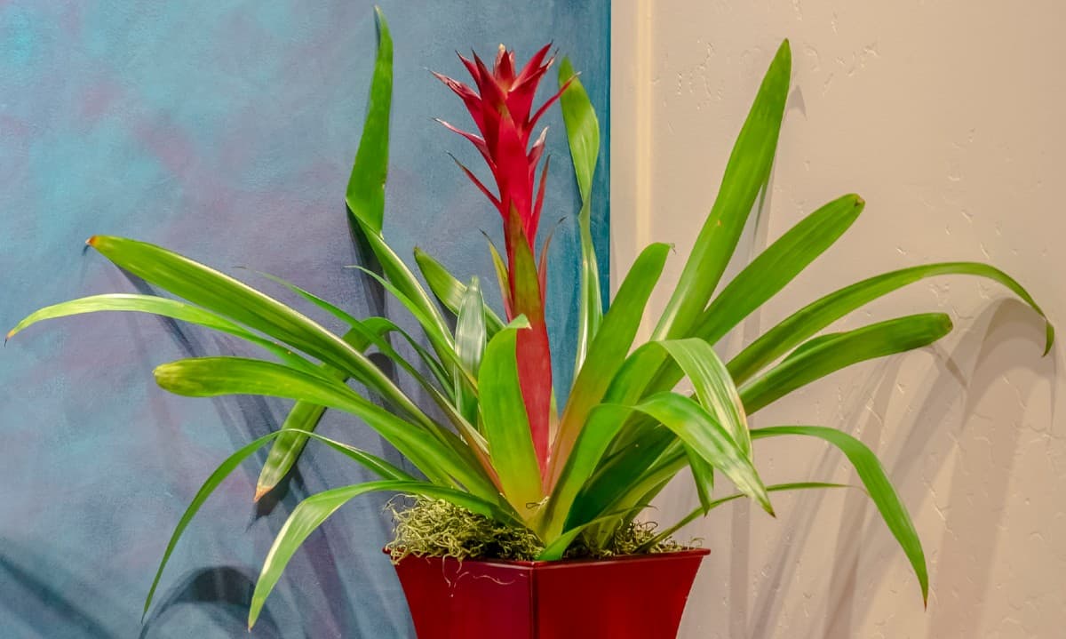 Bromeliads add a tropical feel to the bathroom.