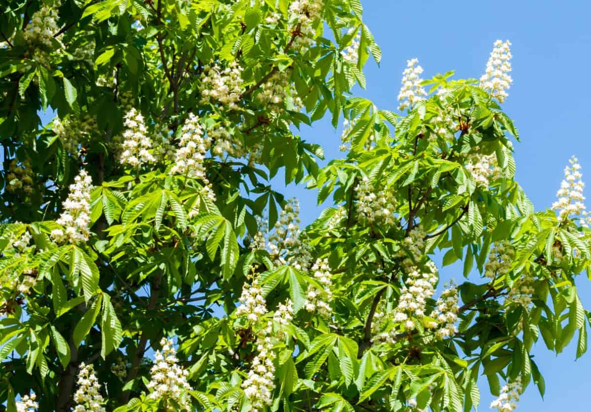 The buckeye is also known as the horse chestnut tree.