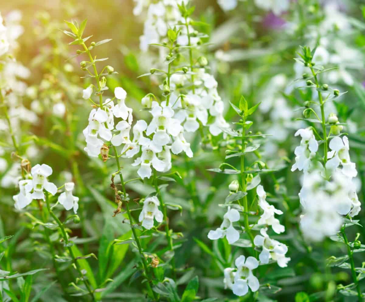 Buckwheat attracts pollinators and beneficial insects alike.