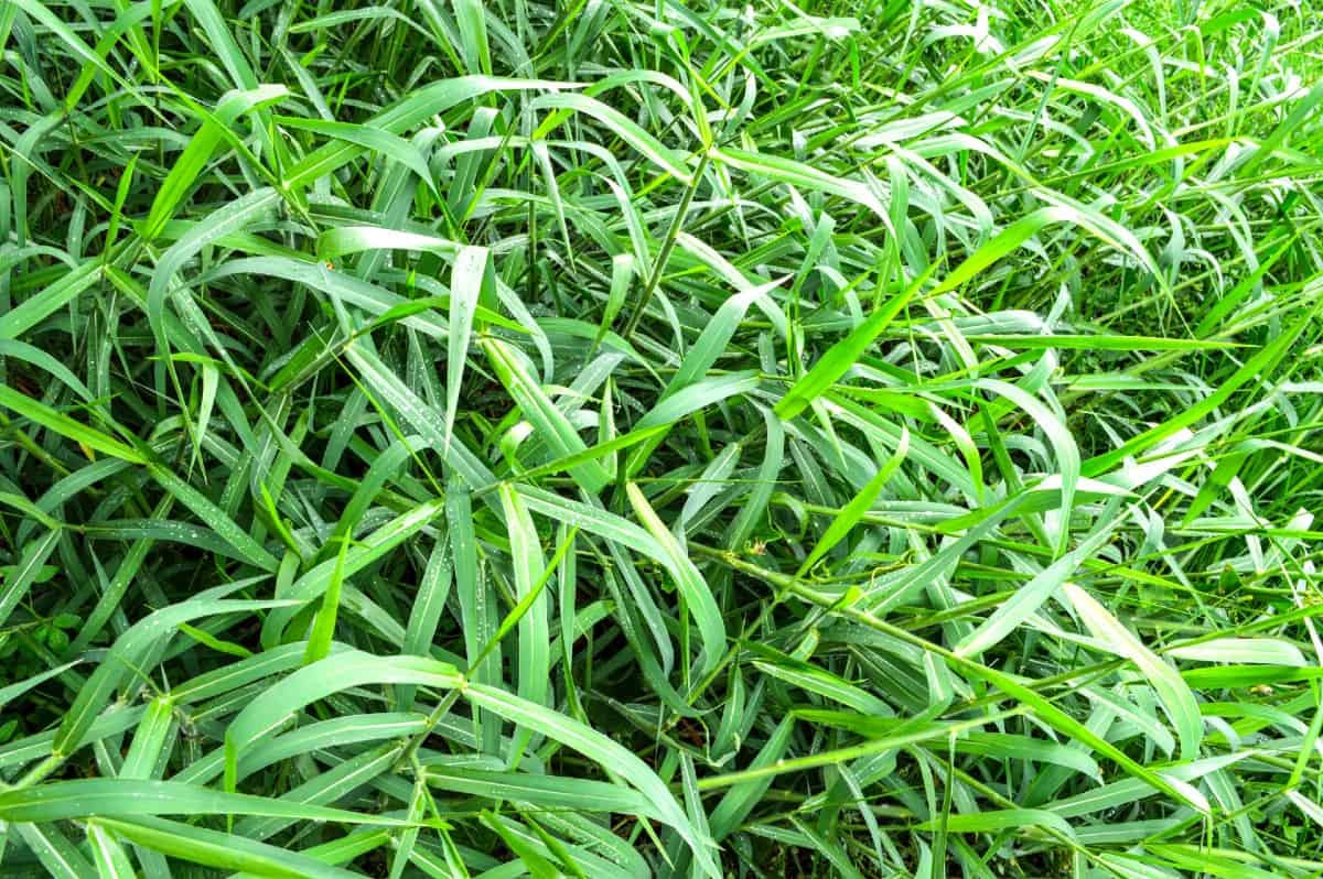 Buffalograss is a low-growing, drought-resistant grass.