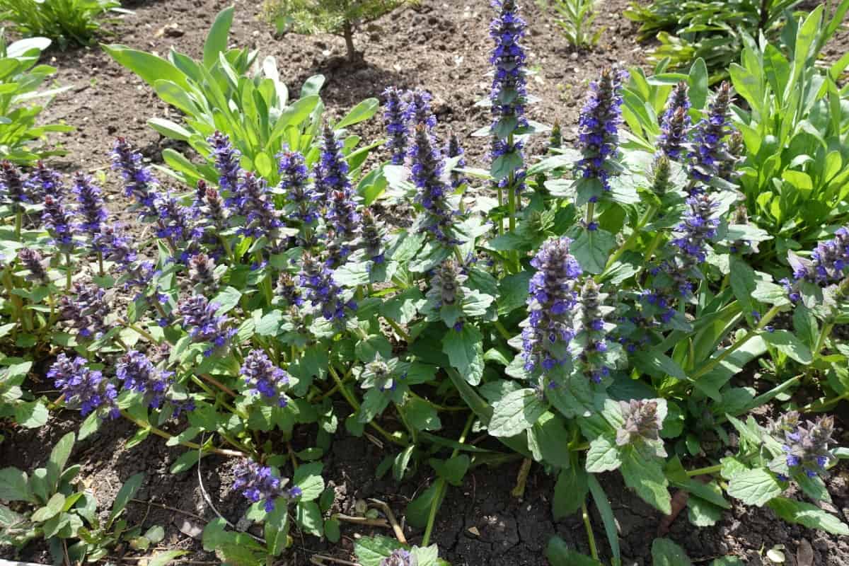 Bugleweed is a fast and vigorous grower.