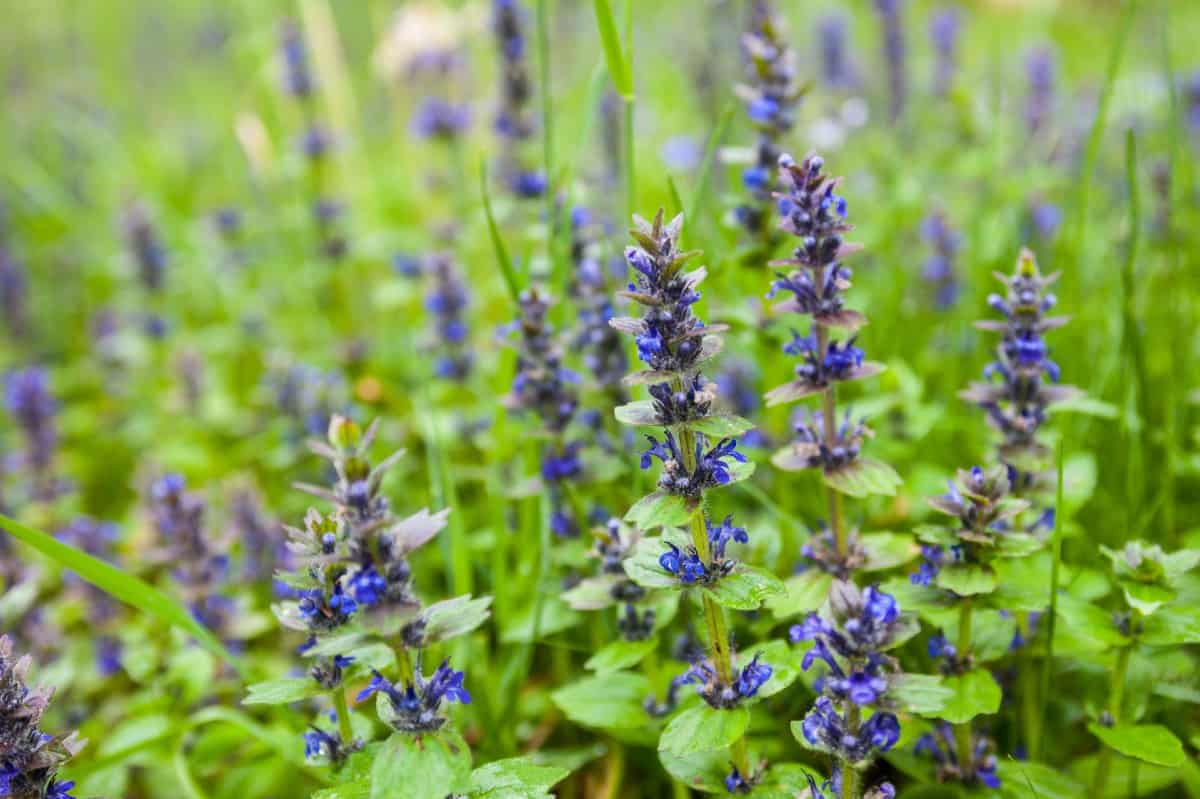 Bugleweed spreads quickly underground.