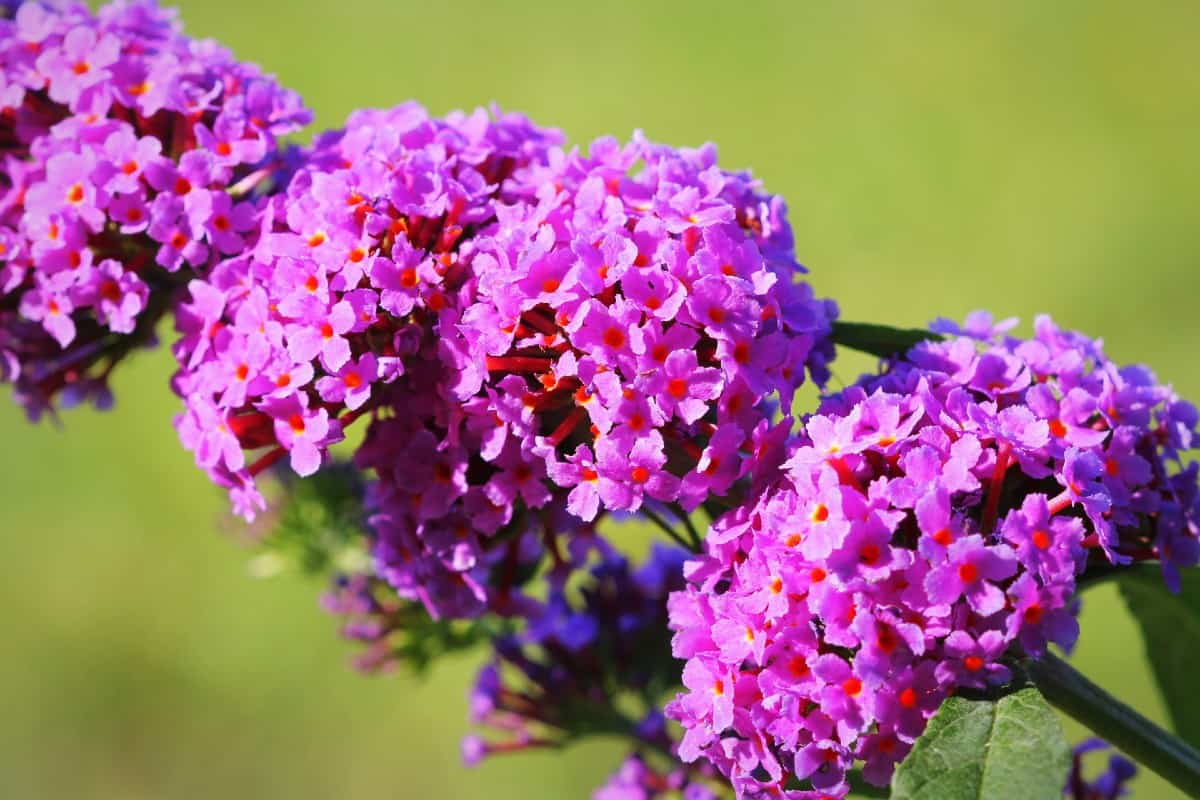 The butterfly bush is also called the summer lilac.